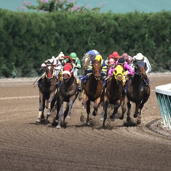 Cavalos em disputa durante uma corrida